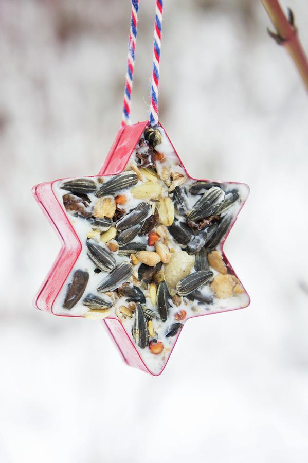 Star-shaped Pastry Cutter Filled With Bird Cake And Hung Up In Garden Photograph by Martina Schindler