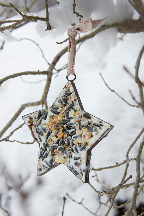 Star-shaped Pastry Cutter Filled With Bird Cake Hanging From Branch Photograph by Martina Schindler