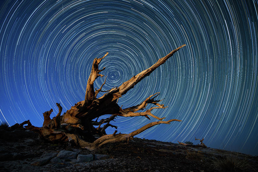 Star Trails And A Fallen Bristlecone Photograph by Daniel J Barr