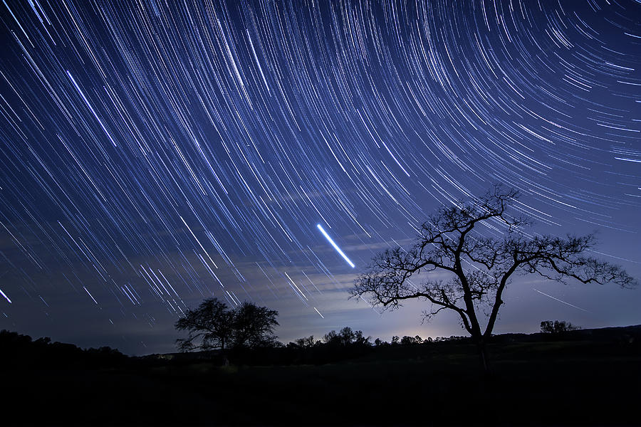 Star Trails And Tree Silhouette Photograph by Michael Lawrence Photography