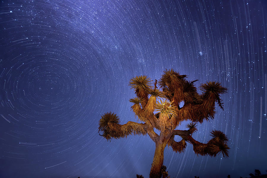 Star Trails the Milky Way and a Joshua Tree Photograph by Mark Andrew Thomas