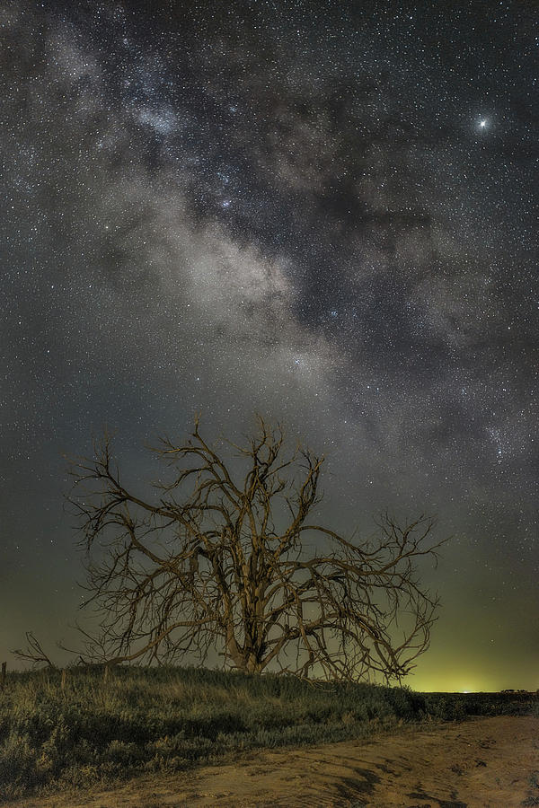 Star Tree Photograph by James Clinich