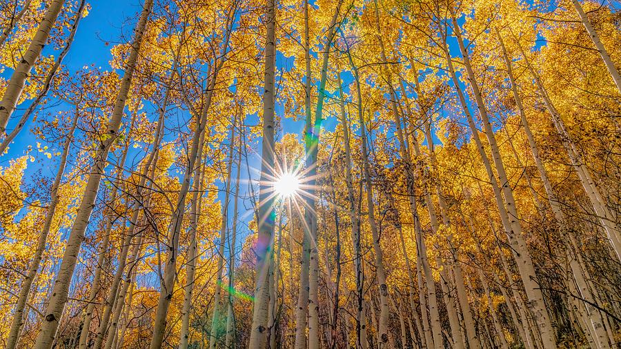 Starburst Aspen Photograph By Chris Allmendinger - Fine Art America