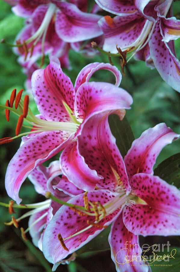 Starburst Lilies Photograph by Paul T Bernard