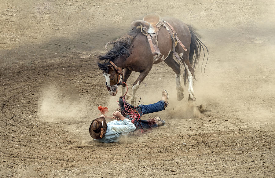 Stare Down Photograph by Betty Liu - Fine Art America