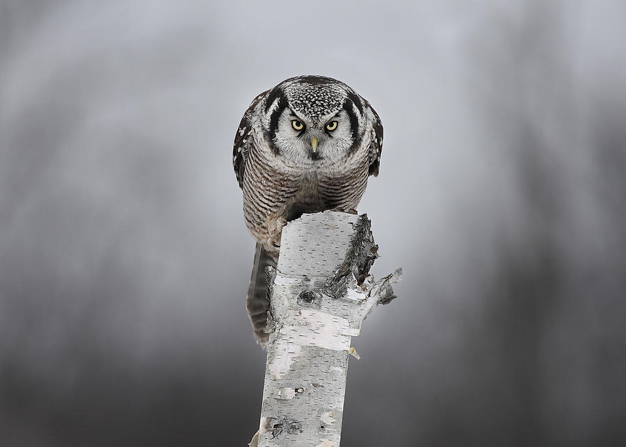Owl Photograph - Stare Down With A Northern Hawk-owl by Jim Cumming