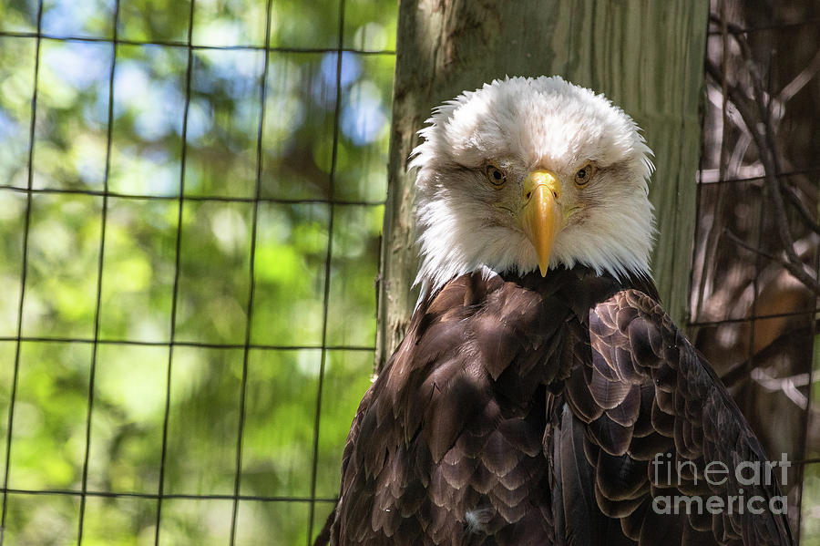 Animals Photograph - Staredown by Nicki Hoffman Animals Photograph - Staredown by Nicki Hoffman
