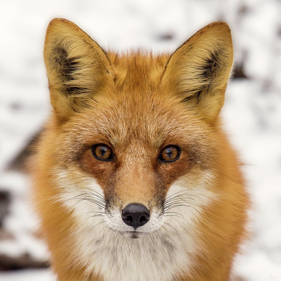 Staredown with Red Fox during winter in Stoughton Wisconsin #2 Photograph by Peter Herman