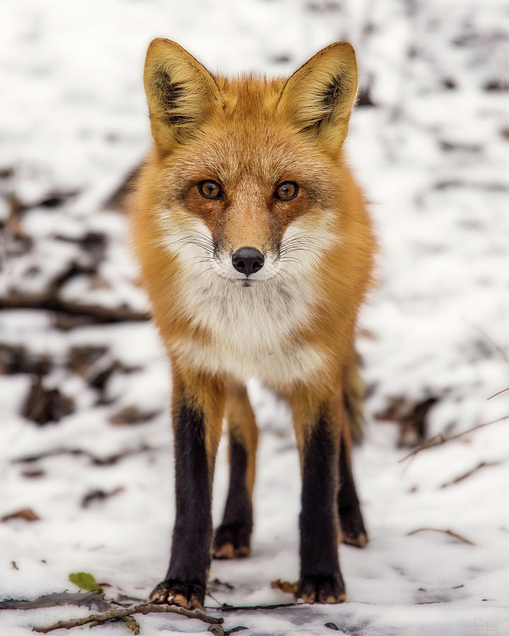 Staredown with Red Fox during winter in Stoughton Wisconsin Photograph by Peter Herman
