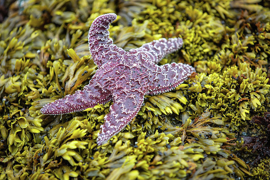 Starfish Photograph by Alex Mironyuk