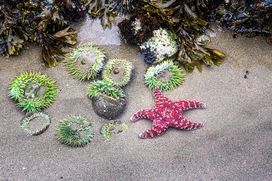 Starfish and Anemonias in a tide pool - 2 Photograph by Alex Mironyuk