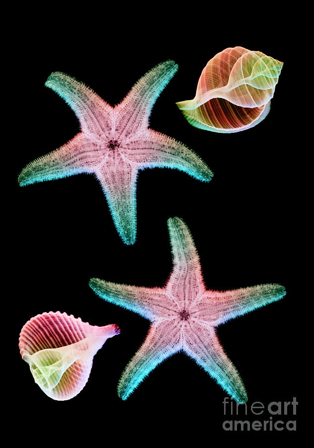 Starfish And Marine Molluscs Photograph by D. Roberts/science Photo Library