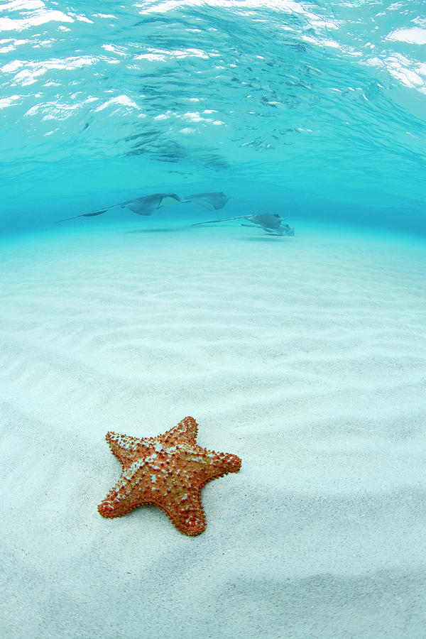 Starfish And Southern Stingray At Photograph by Justin Lewis