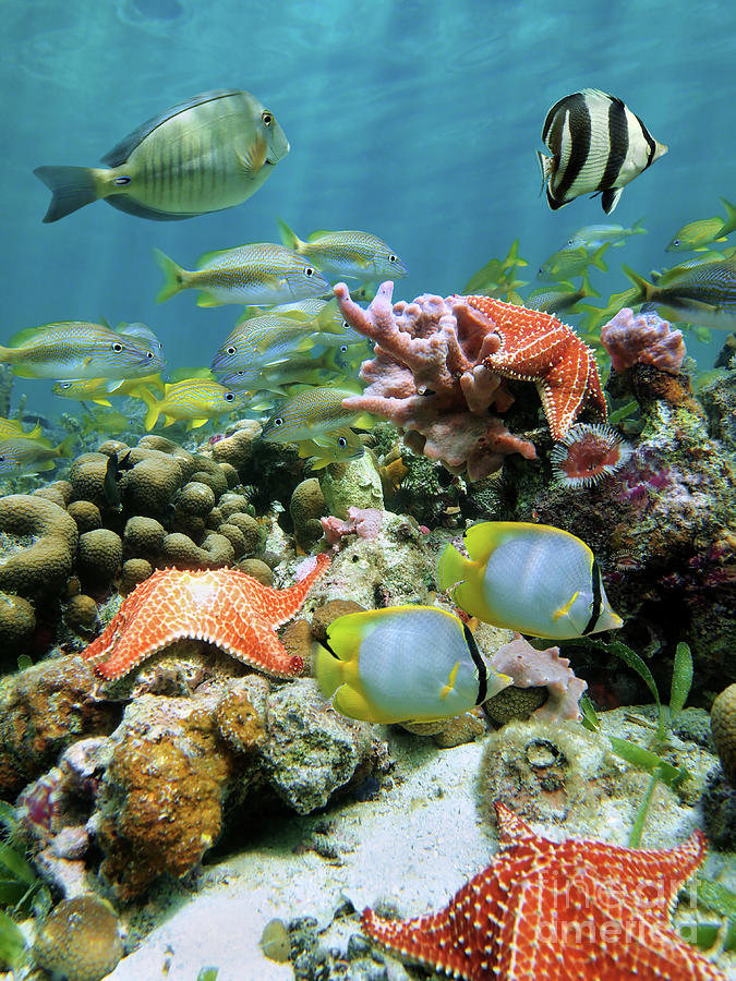 Starfish and tropical fish in a coral reef of the Caribbean sea ...