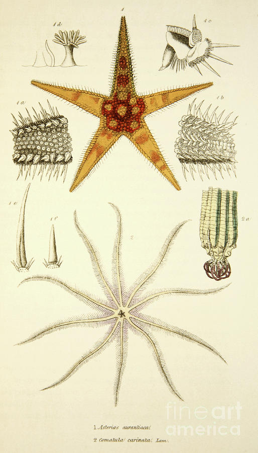 Fish Drawing - Starfish  Asterias aurantiaca and Comatula carinata by English School