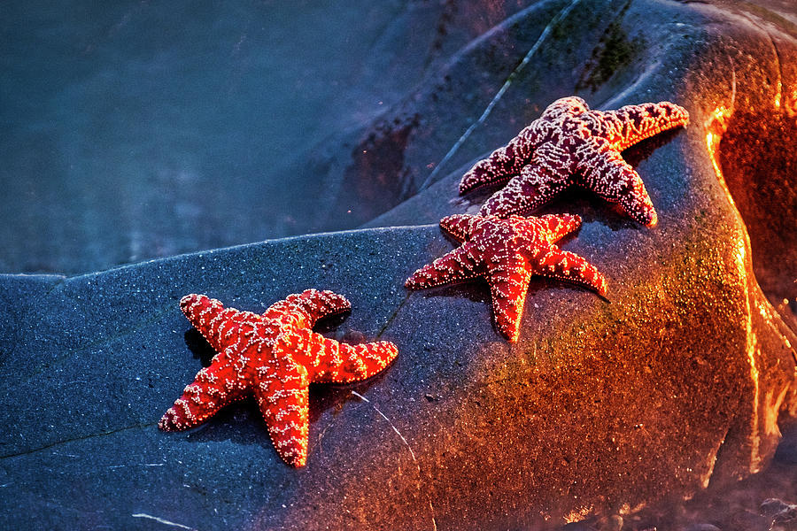 Starfish at Dusk Photograph by Stuart Litoff