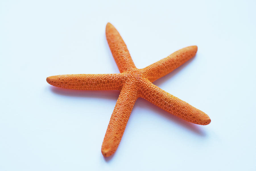 Starfish Photograph by Copyright Mcbargados