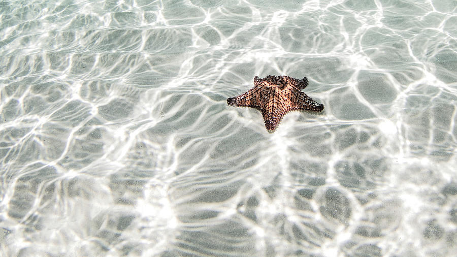 Starfish, Cozumel, Quintana Roo, Mexico Digital Art by Ken Kiefer 2 ...