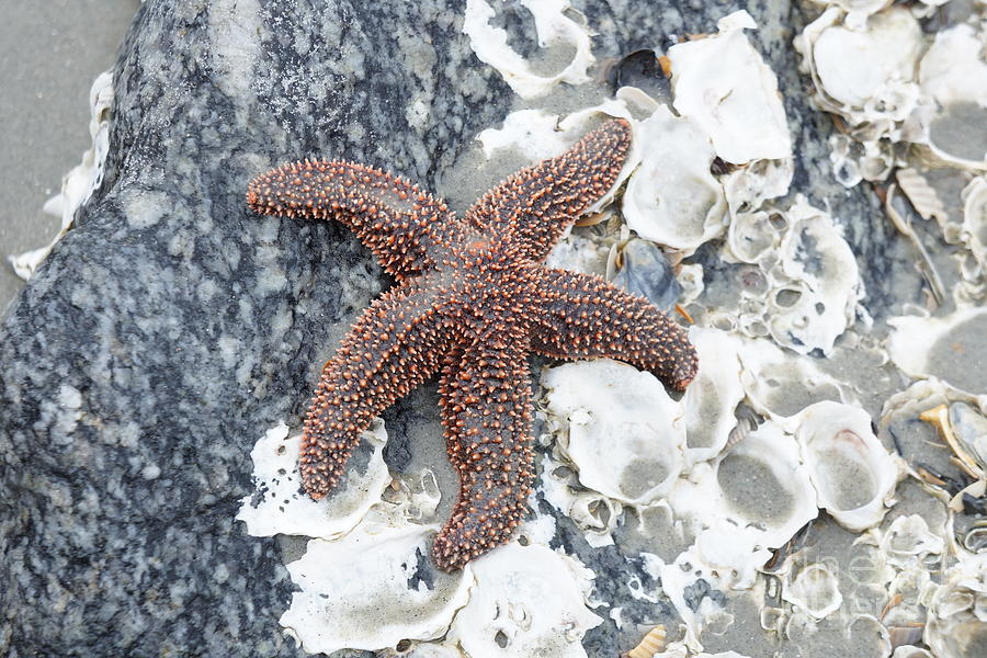 Starfish Photograph by Groover Studios