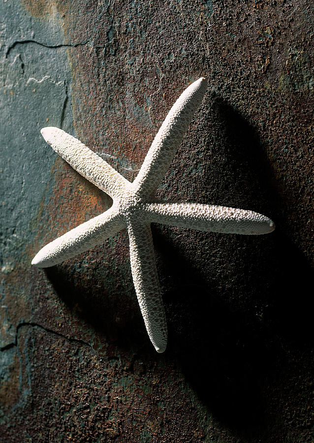 Starfish Photograph by Imagenavi