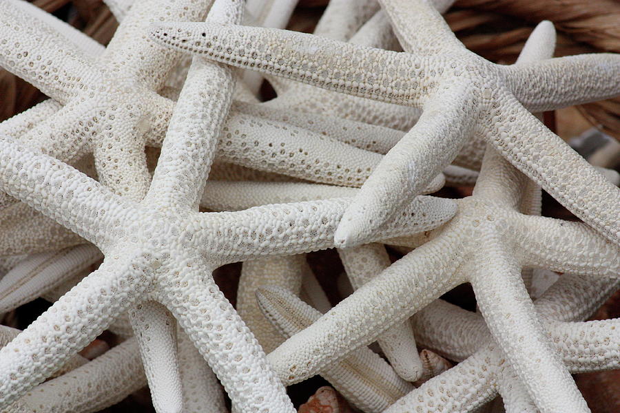 Starfish In A Basket Photograph by Lee Thompson