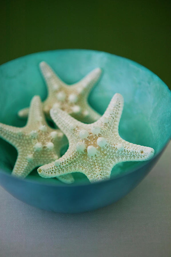 Starfish In Bowl Photograph by Pam Mclean