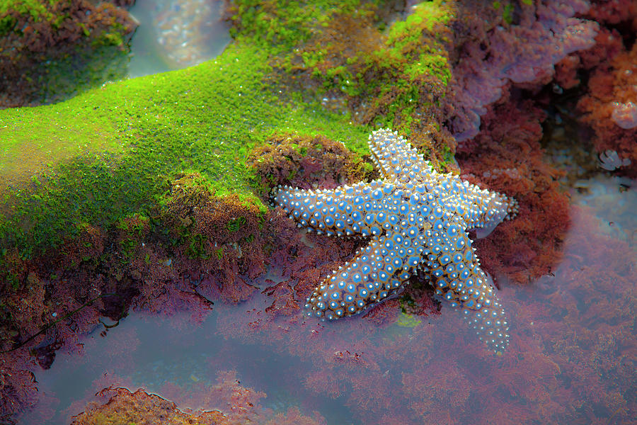 Starfish in Sea Moss Photograph by Catherine Walters