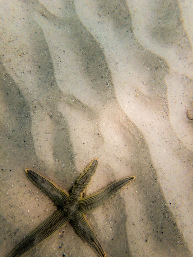 Starfish in the Sand Photograph by Dan Podsobinski