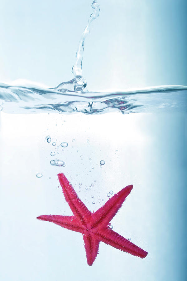Starfish In Water Photograph by Fotografias De Rodolfo Velasco