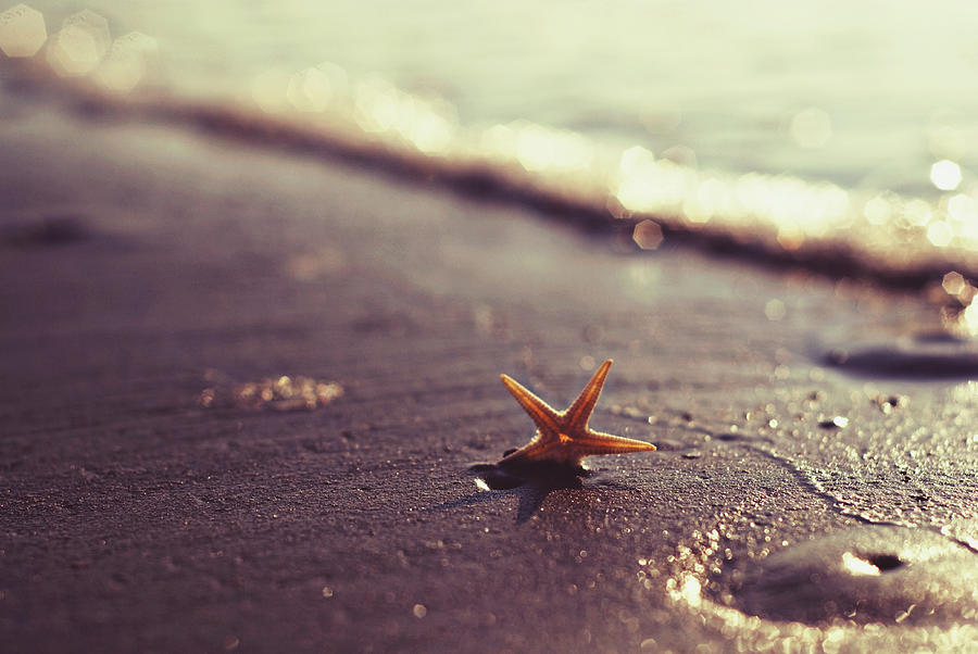 Starfish Photograph by Libertad Leal Photography