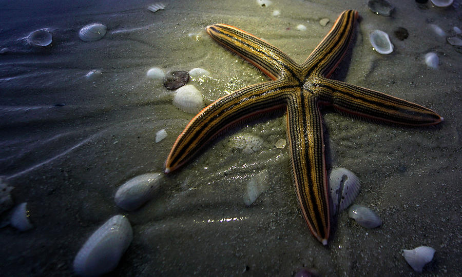Starfish Light Photograph