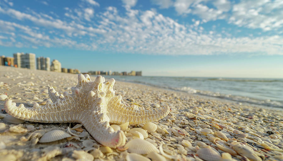 Beach Photograph - Starfish Marco by Joey Waves