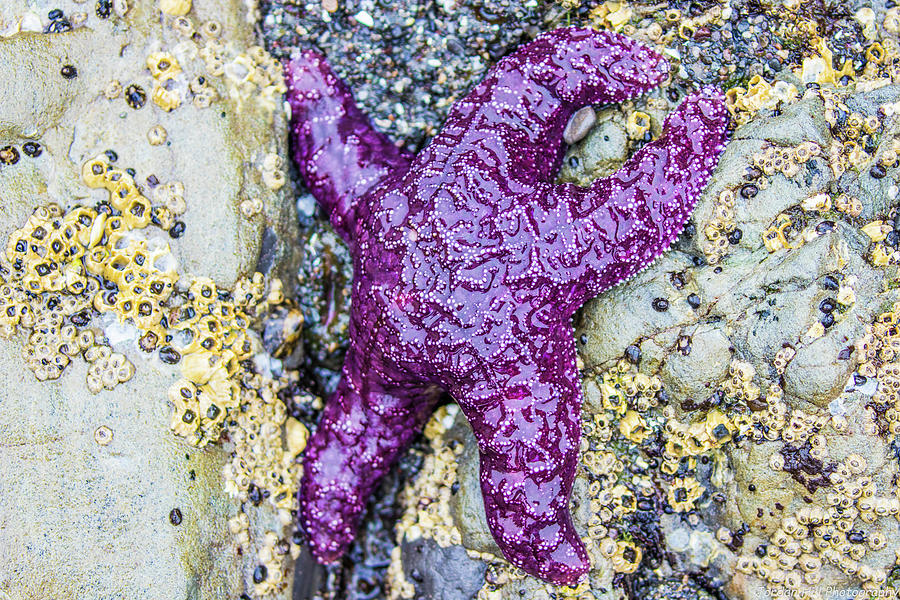 Starfish, Ochre Sea Star Photograph by Jordan Hill