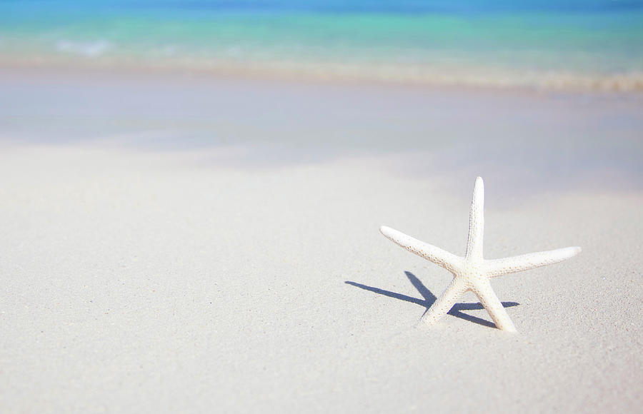 Starfish On Beach Photograph by Grant Faint
