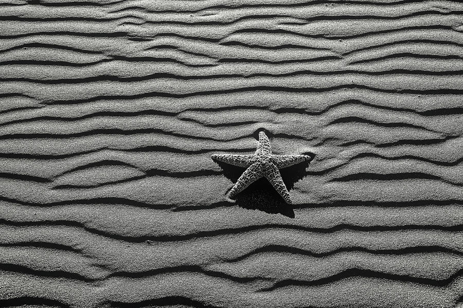 Starfish On Beach Sand Photograph by Garry Gay