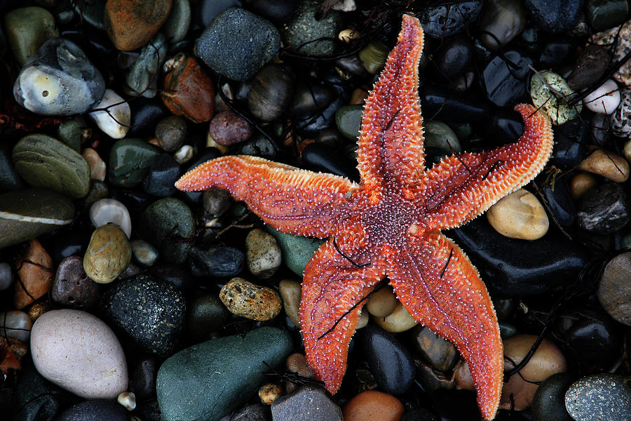 Starfish On Greystones Beach Photograph by Photography By Lana Galina