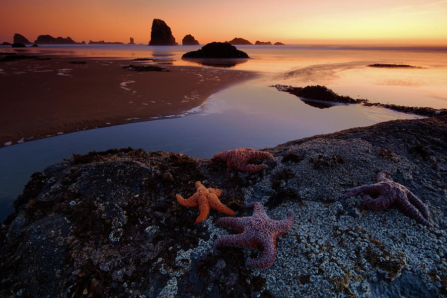 Starfish On Indian Beach, Oregon, Usa Photograph by © Vadim Balakin