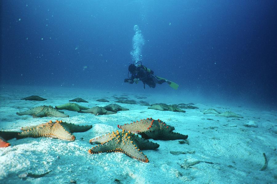 Nature Photograph - Starfish On Seabed With Scuba Diver In by Fiona Mcintosh