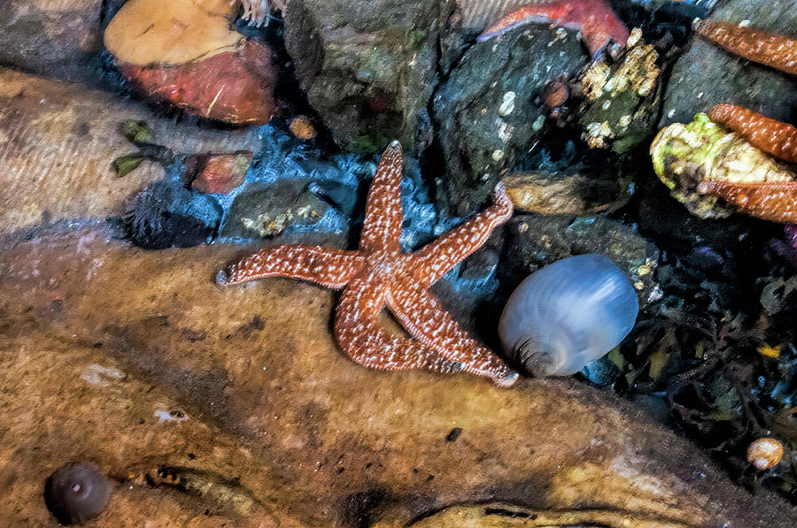 Wildlife Photograph - Starfish by Phyllis Taylor