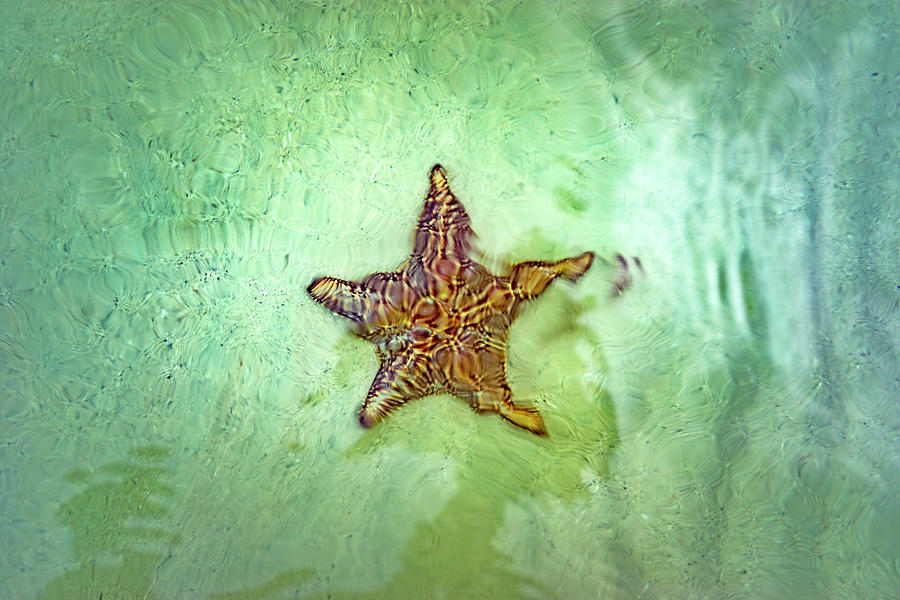 Starfish Point, Cayman Islands Digital Art by Angela Pagano
