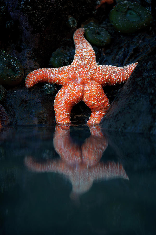 Starfish Photograph - Starfish Reflection 2 by Thomas Haney