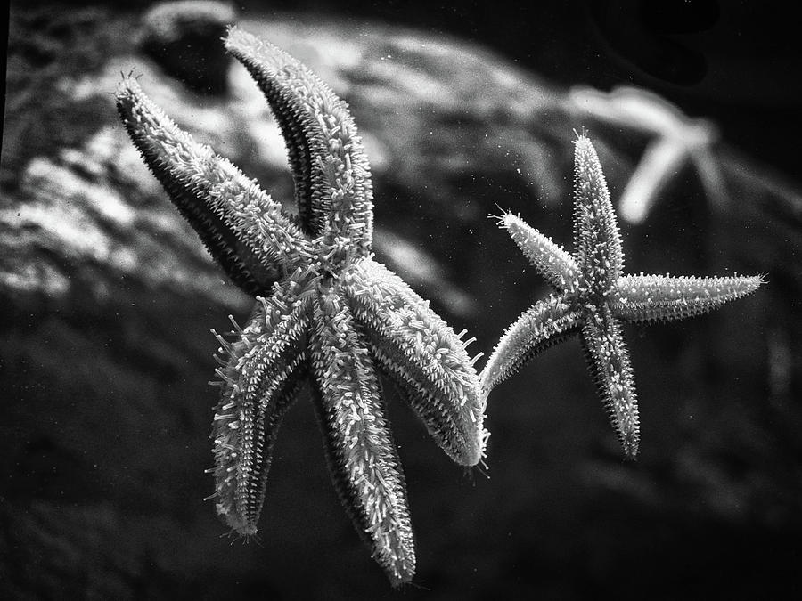 Starfish Photograph by Scott Wyatt