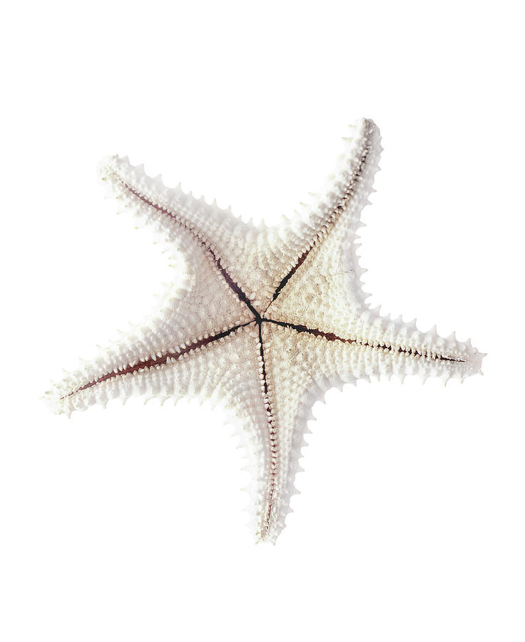 Starfish Skeleton, Close-up Photograph by Gavin Kingcome/spl