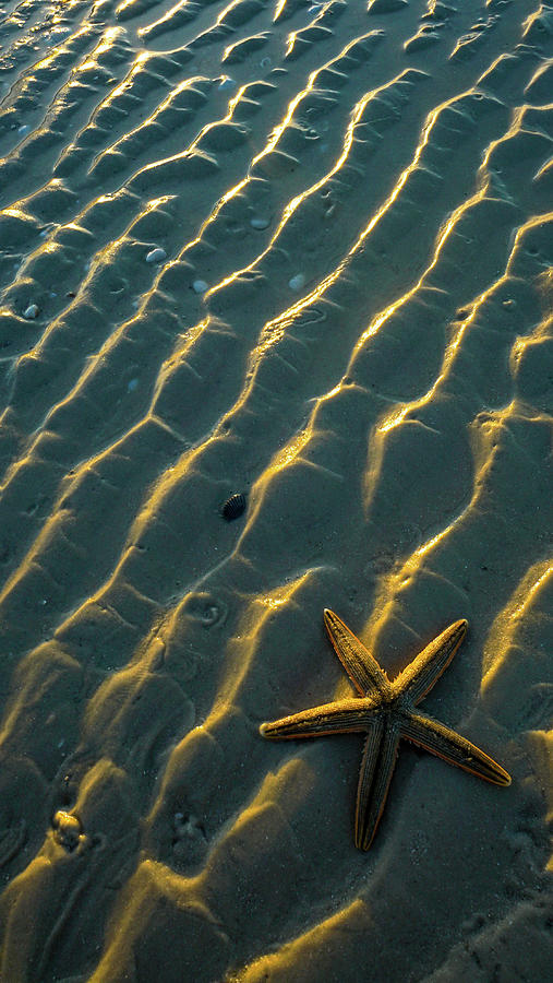 Starfish Photograph - Starfish sunrise by Joey Waves