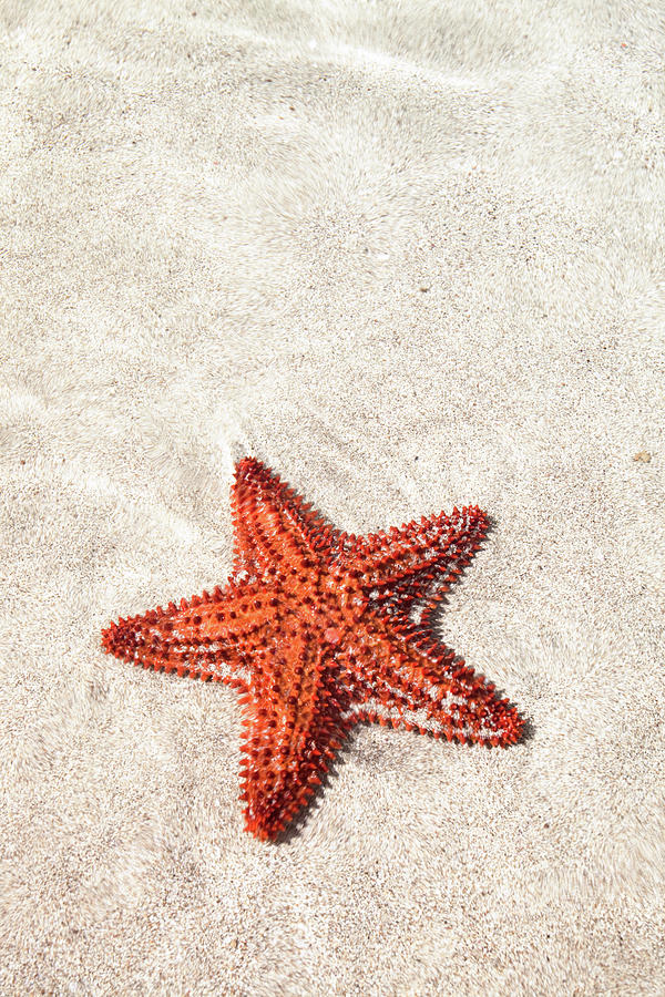 Starfish Under Water Photograph by Matteo Colombo