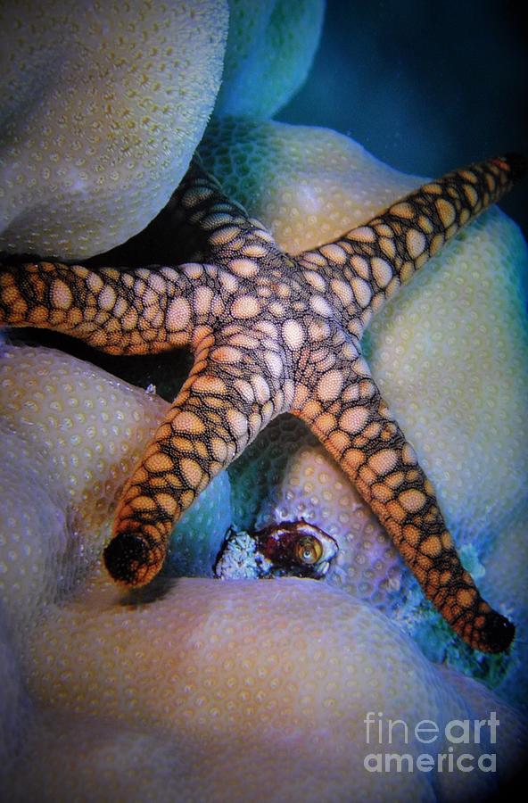 Fish Photograph -  Starfish Underwater by Savannah Gibbs