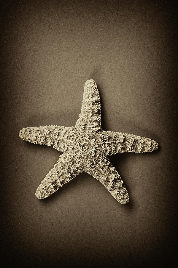 Animal Photograph - Starfish by Wiff Harmer