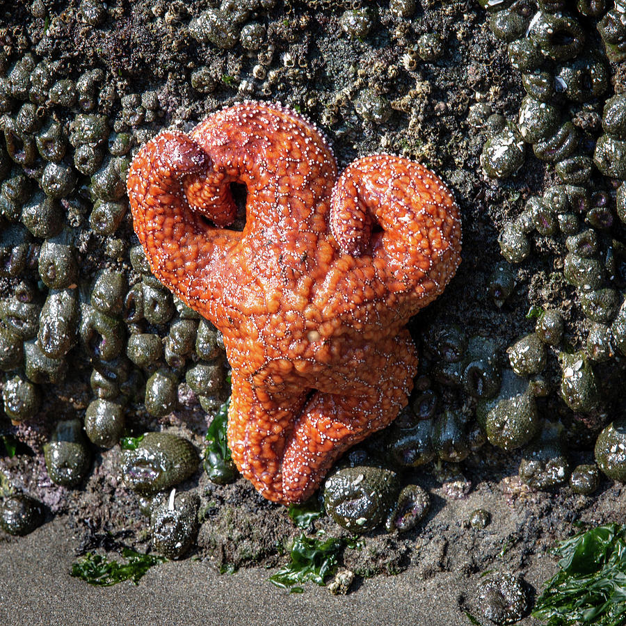 Starfish-Wrestler  Photograph by Alex Mironyuk