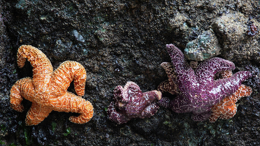 Starfishes on the rock in low tide - 1 Photograph by Alex Mironyuk