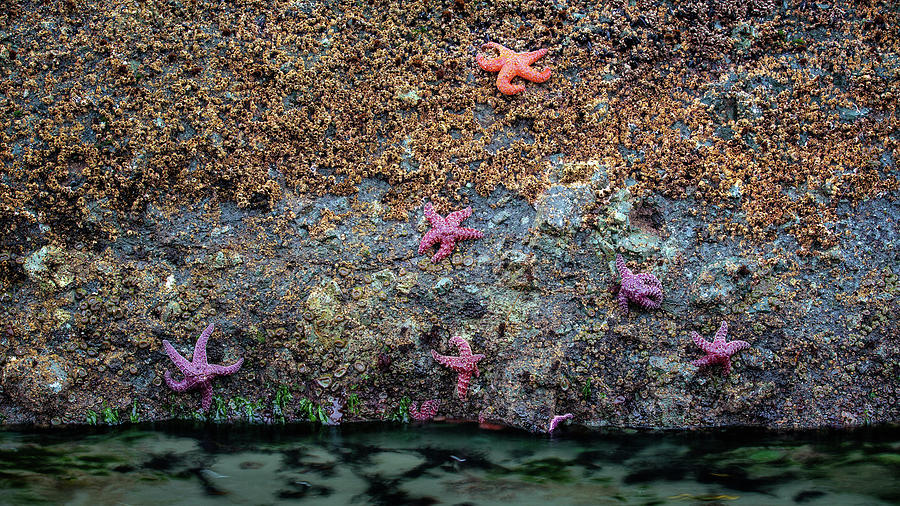 Starfishes on the rock in low tide Photograph by Alex Mironyuk